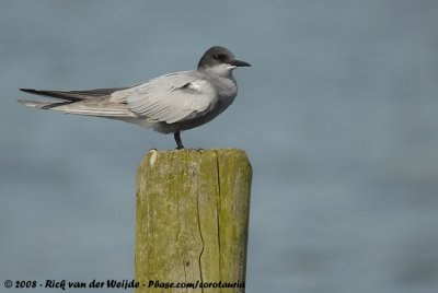 Zwarte Stern / Black Tern