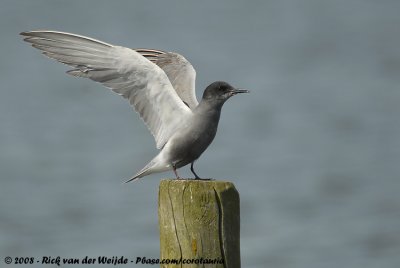 Zwarte Stern / Black Tern