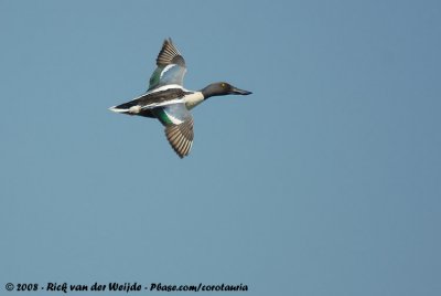 Slobeend / Northern Shoveler