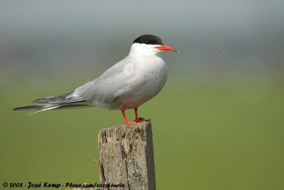 Common TernSterna hirundo hirundo