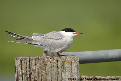 Common TernSterna hirundo hirundo