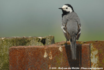 White WagtailMotacilla alba alba