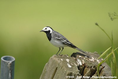 White WagtailMotacilla alba alba