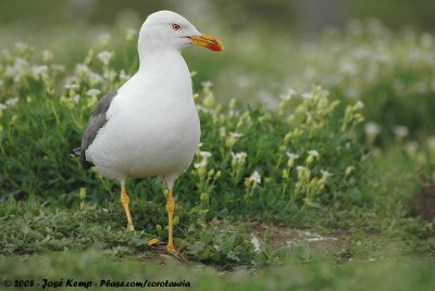 Lesser Black-Backed GullLarus fuscus graellsii