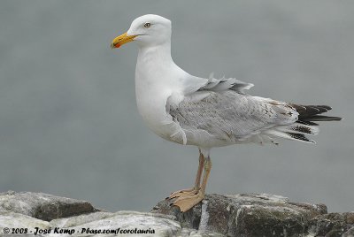 European Herring GullLarus argentatus argenteus