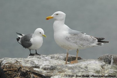 European Herring GullLarus argentatus argenteus