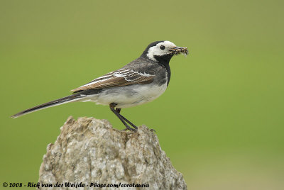 Pied WagtailMotacilla alba yarrellii