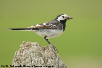 Pied WagtailMotacilla alba yarrellii