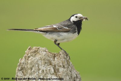 Pied WagtailMotacilla alba yarrellii