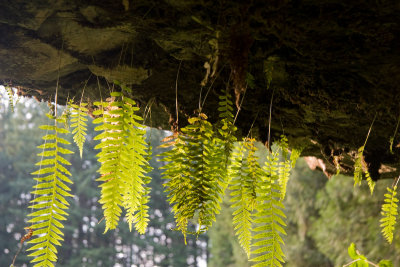 Hanging Ferns