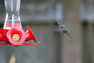 Anna's Hummingbird Landing
