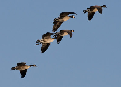 Gliding Geese