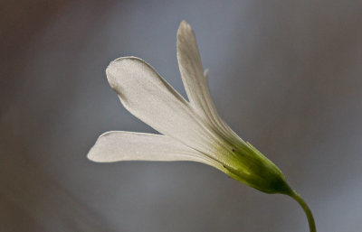 Shamrock Blossom