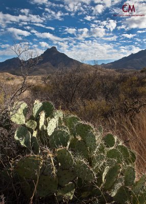 Prickly Situation - Big Bend National Park
