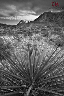 Big Bend National Park