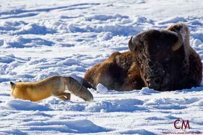 Bison and Fox