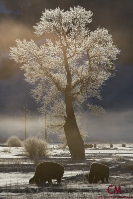 Frosty Yellowstone Morning