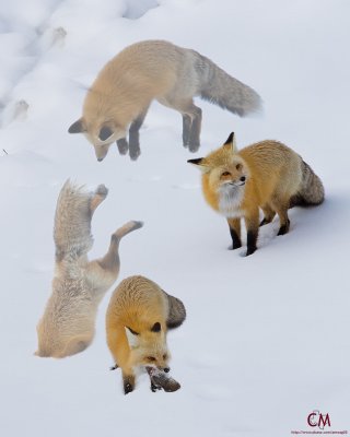Animal Portraits