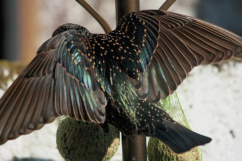 Starling. spreading his wings
  wall outside the kitchen window