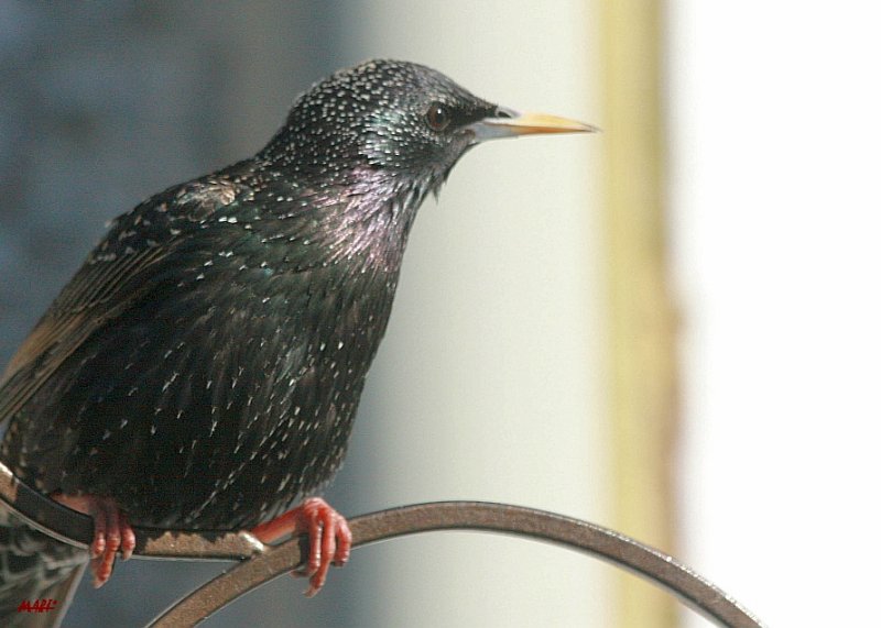 starling

very local

 : )