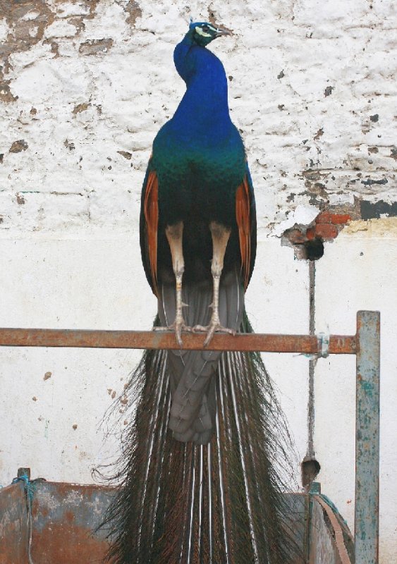   Proud Peacock... having checked his notes