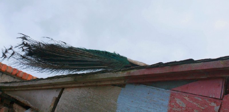  'up on the roof'

(Peacock tail)

 : )