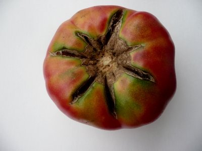 heirloom tomato 1.