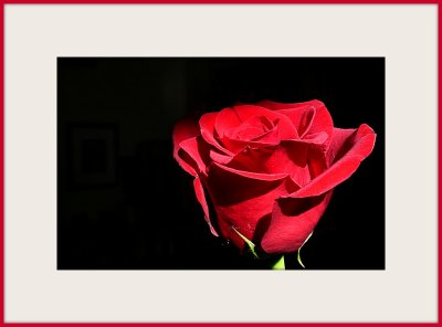 beautiful valentine rose