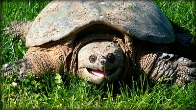 common snapping turtle