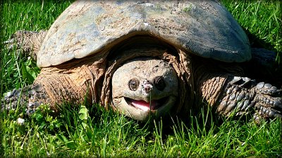 common snapping turtle