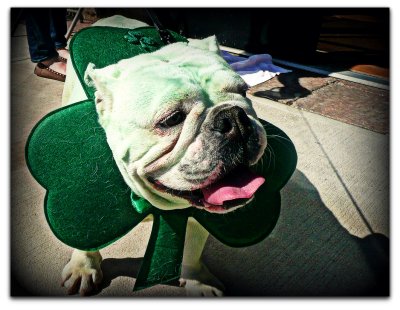 st patrick's day pooch