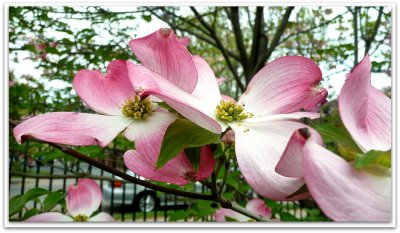 dogwood flower