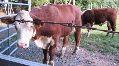the cattle on ferguson road