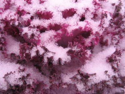 snow covered ornamental kale