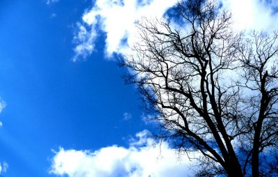 amazing sky with bare trees1