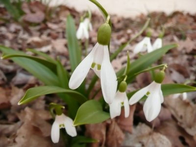 early spring snowdrops