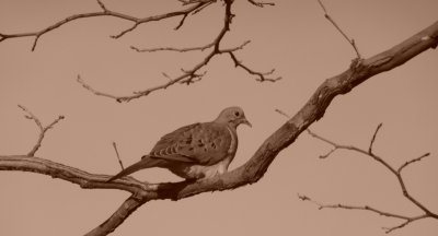 sepia dove in tree