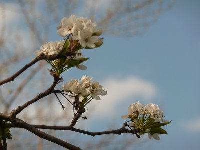 spring blossoms