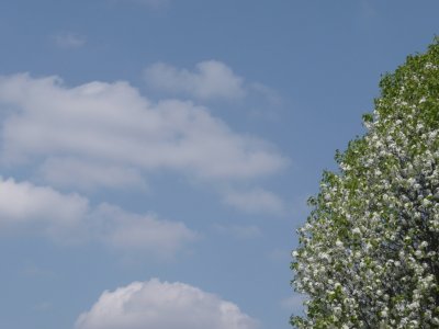 spring tree and sky