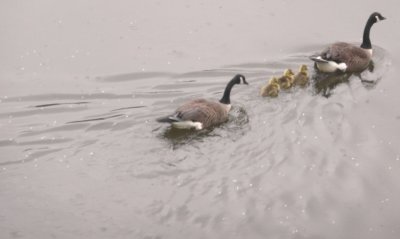 goose family