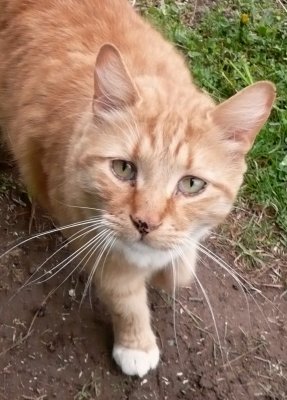 cute kitty