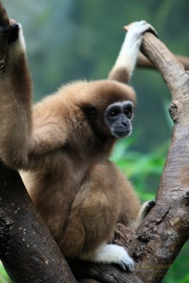 Henry Doorly Zoo - Omaha, NE