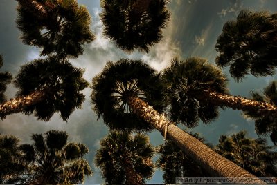 San Jose trees in HDR