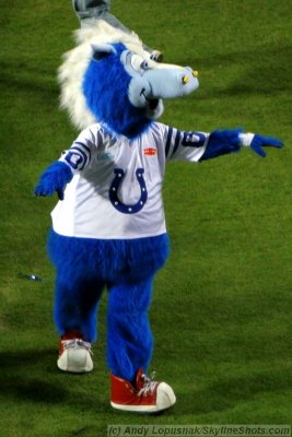 Indianapolis Colts mascot - BLUE