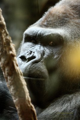 Henry Doorly Zoo - Omaha, NE