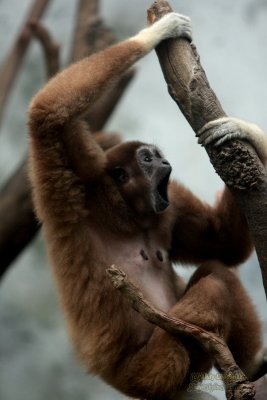 Henry Doorly Zoo - Omaha, NE