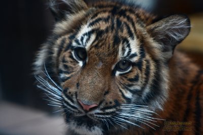 Henry Doorly Zoo - Omaha, NE