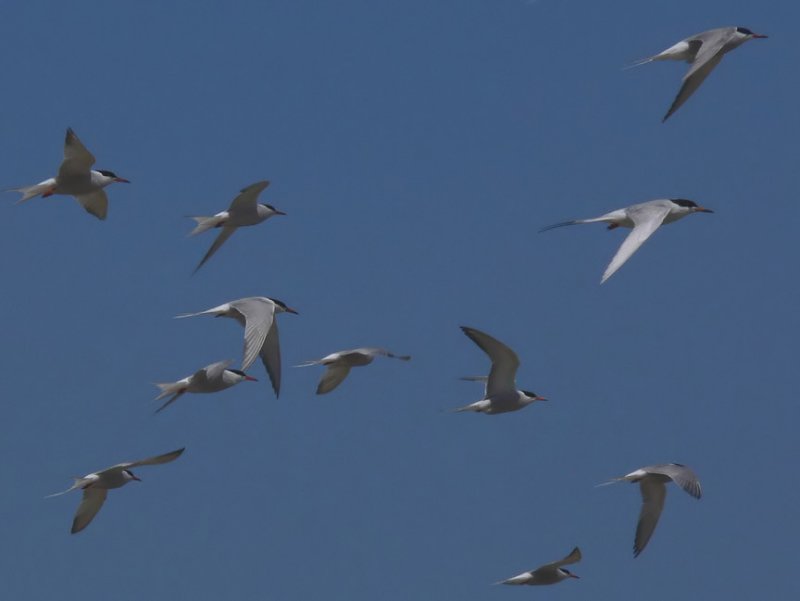 Common Terns and Forsters Tern