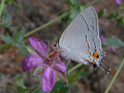 g3/53/691653/3/101092665.BcIkab6A.jpg