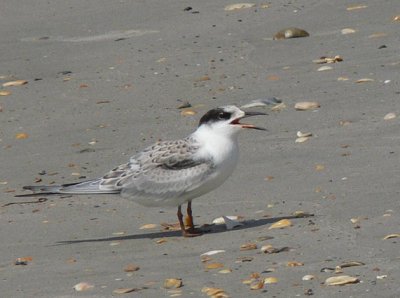Common Tern young juv.